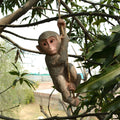 Polyresin Hanging Monkey on Rope Statue Figurine, DFMAS421