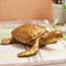 Resin Fengshui Tortoise Showpiece for Home Vastu