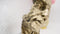 Human Face Decorative Resin Showpiece (Set Of 3) Dfmas394-Golden